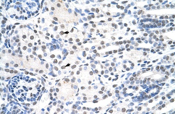 THOC1 Antibody