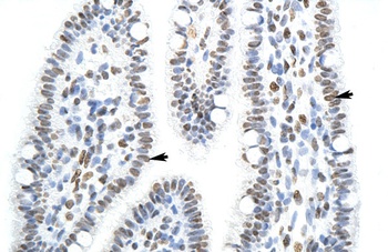 SFPQ Antibody