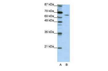 STAU1 Antibody