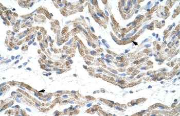 SFRS10 Antibody