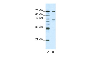 PABPC4 Antibody