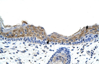 SRP19 Antibody