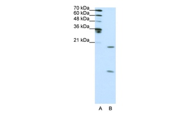 SNRPF Antibody