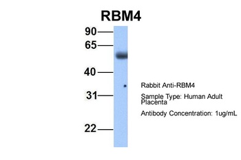 RBM4 Antibody