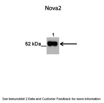 NOVA2 Antibody