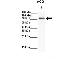 ACO1 Antibody