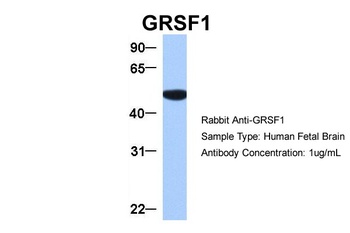 GRSF1 Antibody