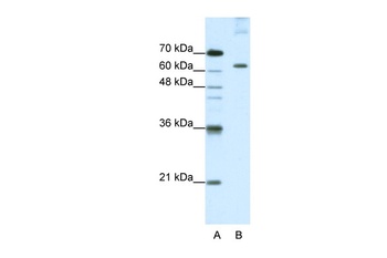 KIAA0020 Antibody