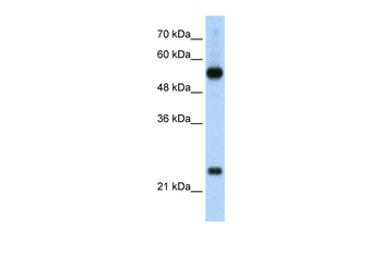 RPL13 Antibody