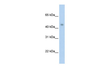 PRMT8 Antibody