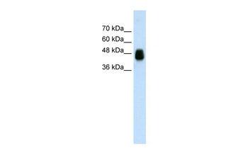 HOMER1 Antibody