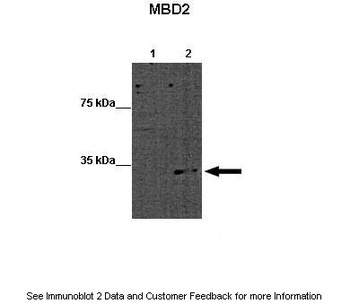 MBD2 Antibody