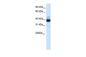 TTC19 Antibody