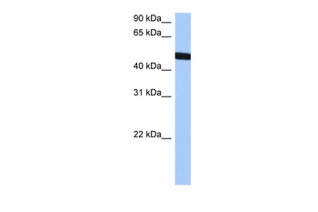 TBX20 Antibody