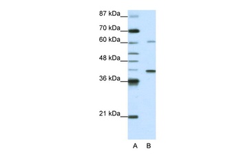 ZNF843 Antibody