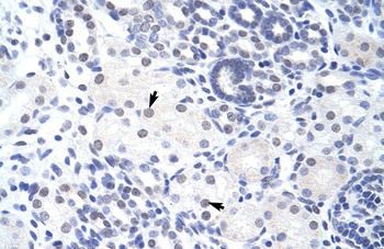 ZBTB38 Antibody