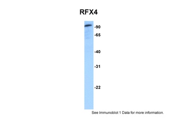 RFX4 Antibody