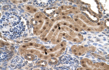 MLX Antibody