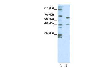 ZNF597 Antibody