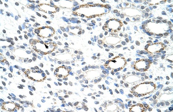 FOXQ1 Antibody