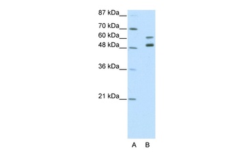ZNF682 Antibody