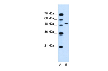 NR1I2 Antibody