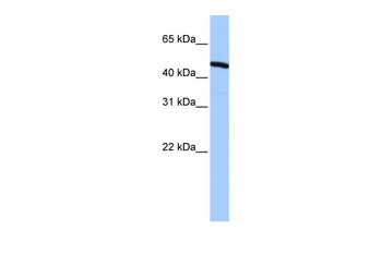 ZNF514 Antibody