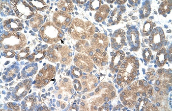 HSPBAP1 Antibody