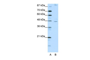 NR2F2 Antibody