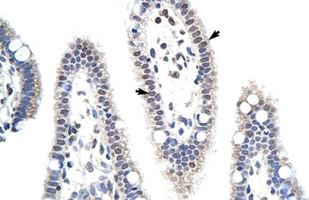 MDS032 Antibody