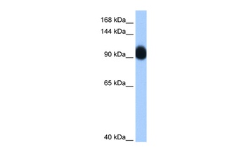 RNF10 Antibody