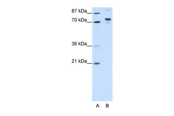 KIAA0737 Antibody