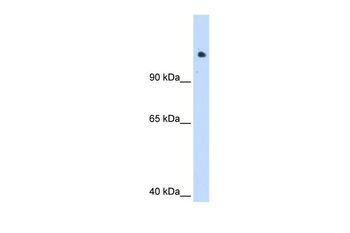 SMARCAL1 Antibody