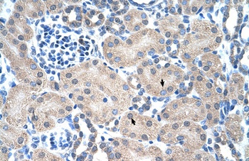 PMF1 Antibody