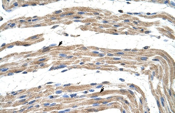 ZNF197 Antibody