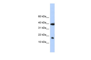 POLR2I Antibody