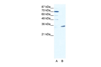 MAGEA9 Antibody