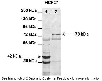 HCFC1 Antibody