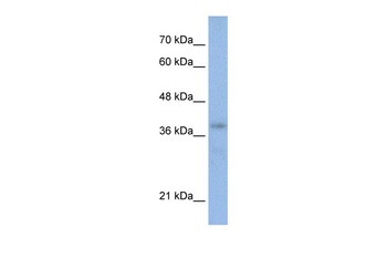 POU4F2 Antibody