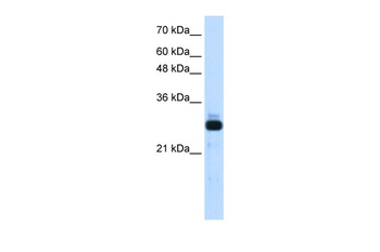 SAP30 Antibody