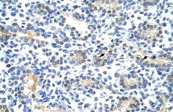 BLZF1 Antibody