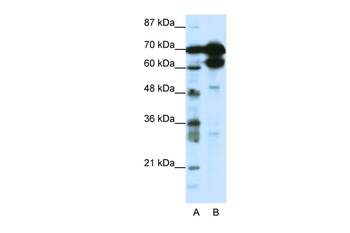 ZNF76 Antibody