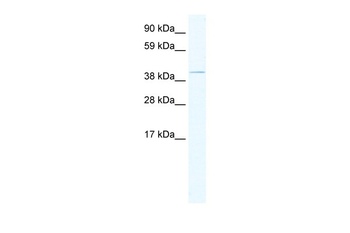 TAF7L Antibody