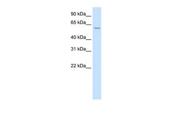 HOXD3 Antibody