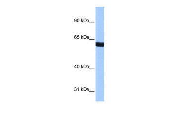 ZNF350 Antibody