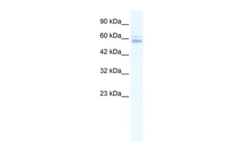 ZNF141 Antibody