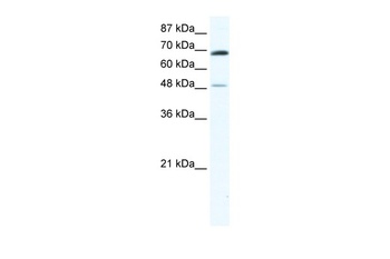 ZNF35 Antibody