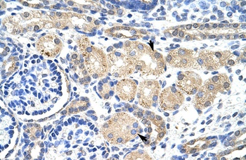 KCNAB2 Antibody