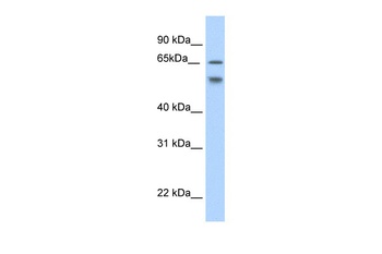 RBM35B Antibody