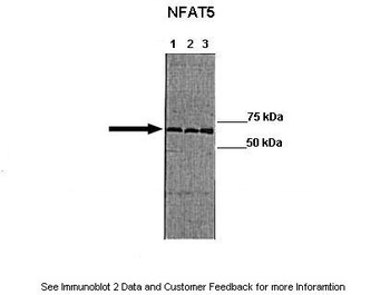 NFAT5 Antibody